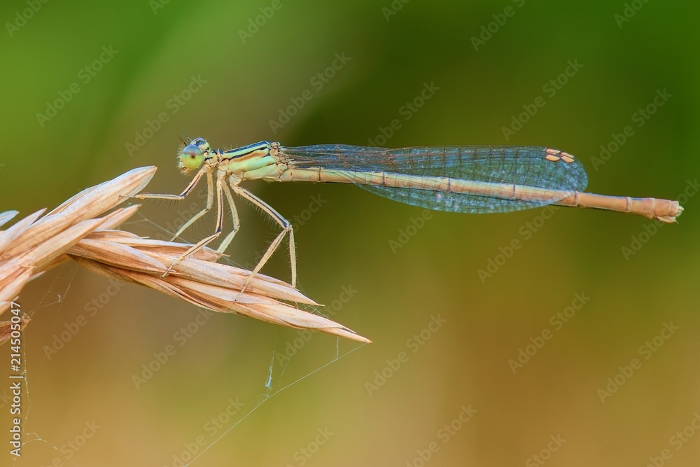 Damselfly sitting on dry grass at dusk Damselfly sitting on dry grass at dusk