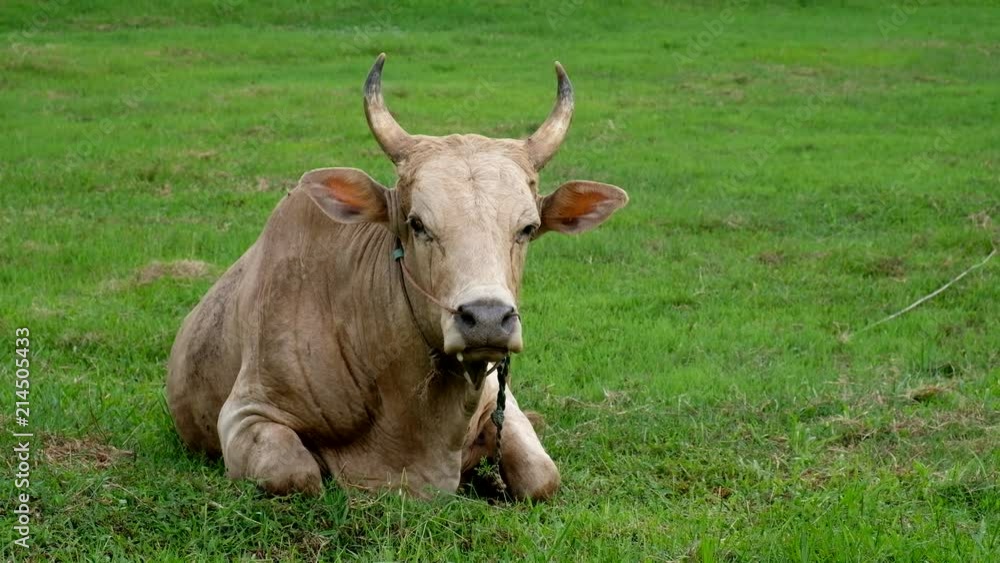 Close-up Cow eating in grass field, Thailand Close-up Cow eating in grass field, Thailand