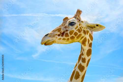 Photography Giraffe