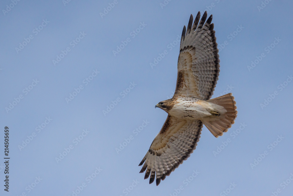 Fototapeta premium Hawk in flight