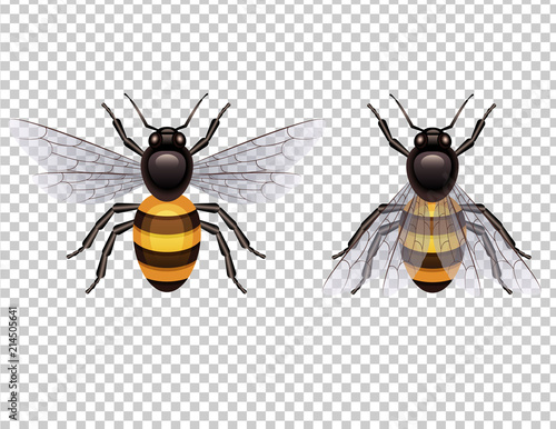 Vector set of colorful realistic insects. Design elements for logo, label and tattoo with wasp or bee. Graphic illustration of honey bee isolated from background top view.