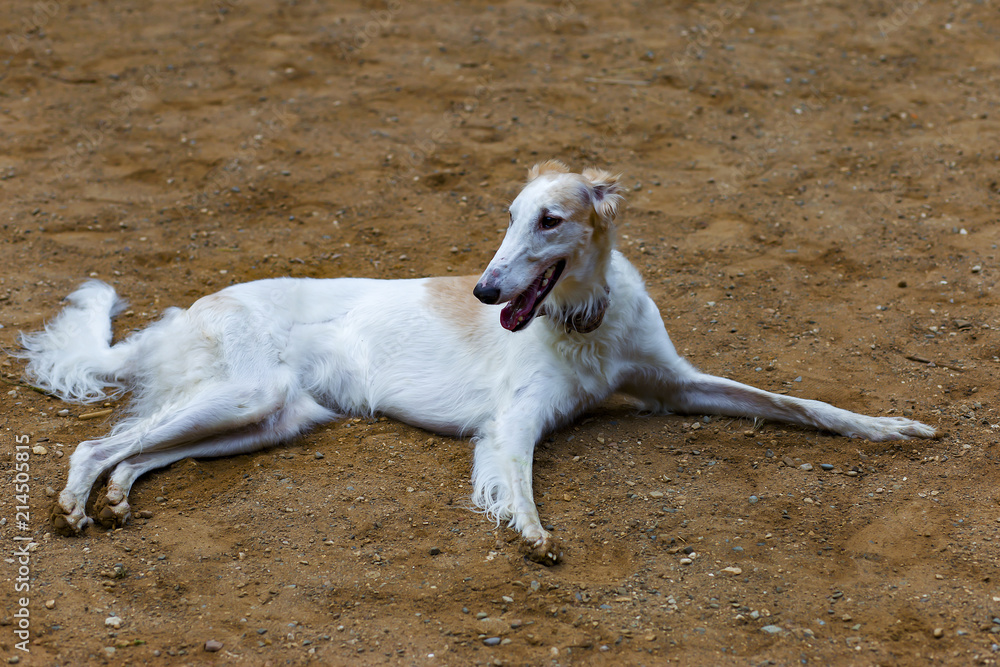 the dog breed Greyhound is lying on the sand the dog breed Greyhound is lying on the sand