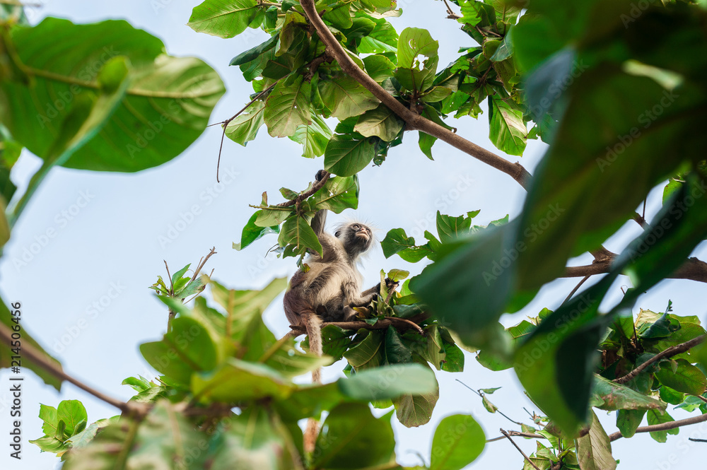Fototapeta premium Red colobus at the time of the meal on the tree. The island of Zanzibar, Tanzania