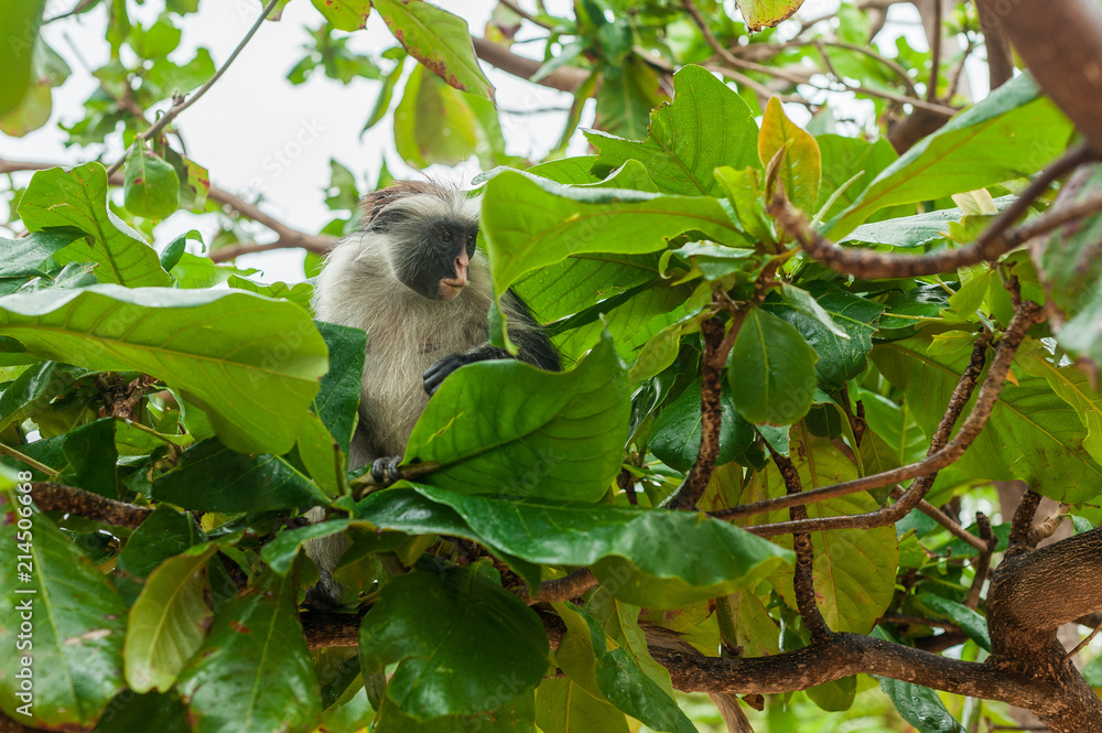 Fototapeta premium Red colobus at the time of the meal on the tree. The island of Zanzibar, Tanzania