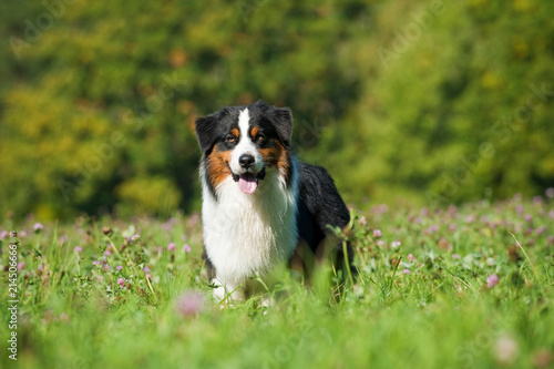 Australian Shepherd in einer Blumenwiese