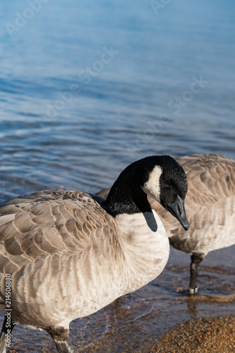 Great White Throated Goose sitting onside of  lake in early morning  photo