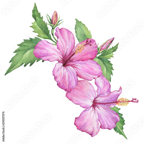 Composition with tropical pink flowers of Hibiscus (also known as rose of Althea or Sharon, rose mallow) Watercolor hand drawn painting illustration isolated on a white background.