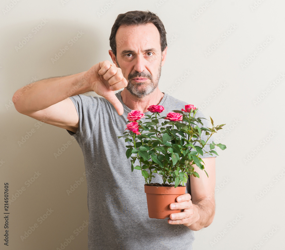 Senior man holding roses flowers on pot with angry face, negative sign showing dislike with thumbs down, rejection concept Senior man holding roses flowers on pot with angry face, negative sign showing dislike with thumbs down, rejection concept