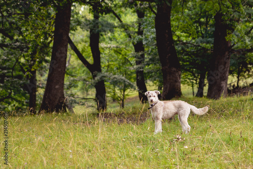 dog animal pet naturegrass photo