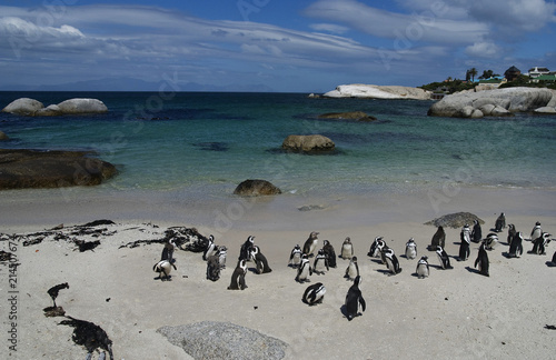 Boulders beach penguins, South Africa