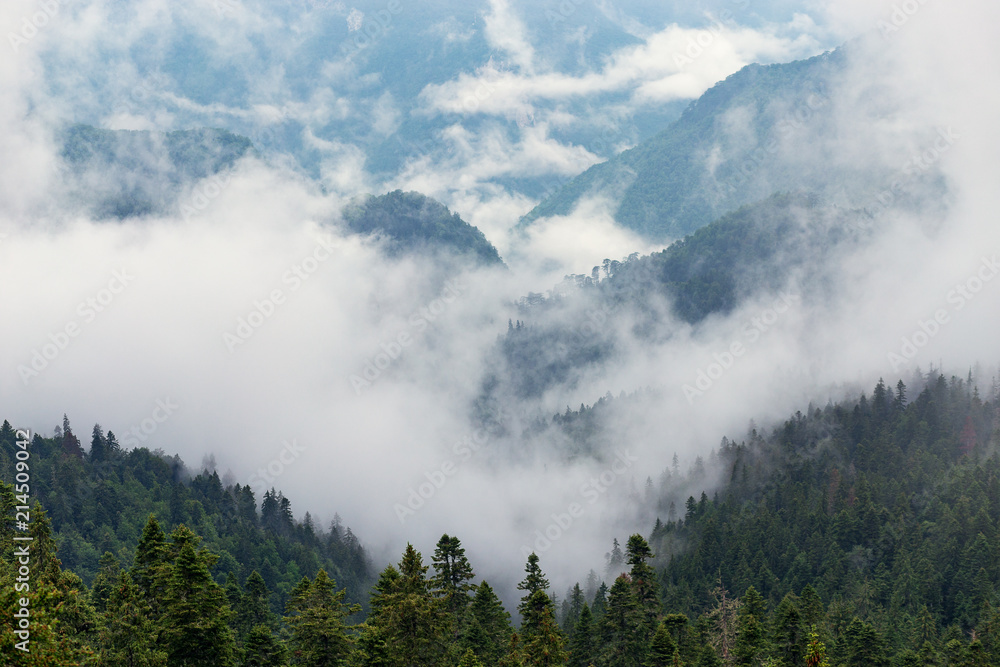 Forest covered with clouds after rain