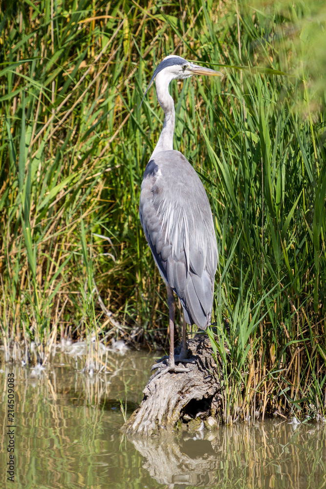 Fototapeta premium Airone Cenerino, Camargue, Francia