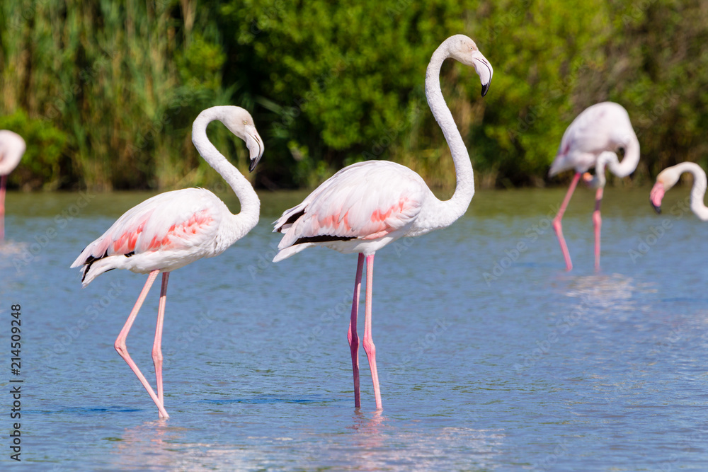 Obraz premium Fenicotteri rosa, Camargue, Francia