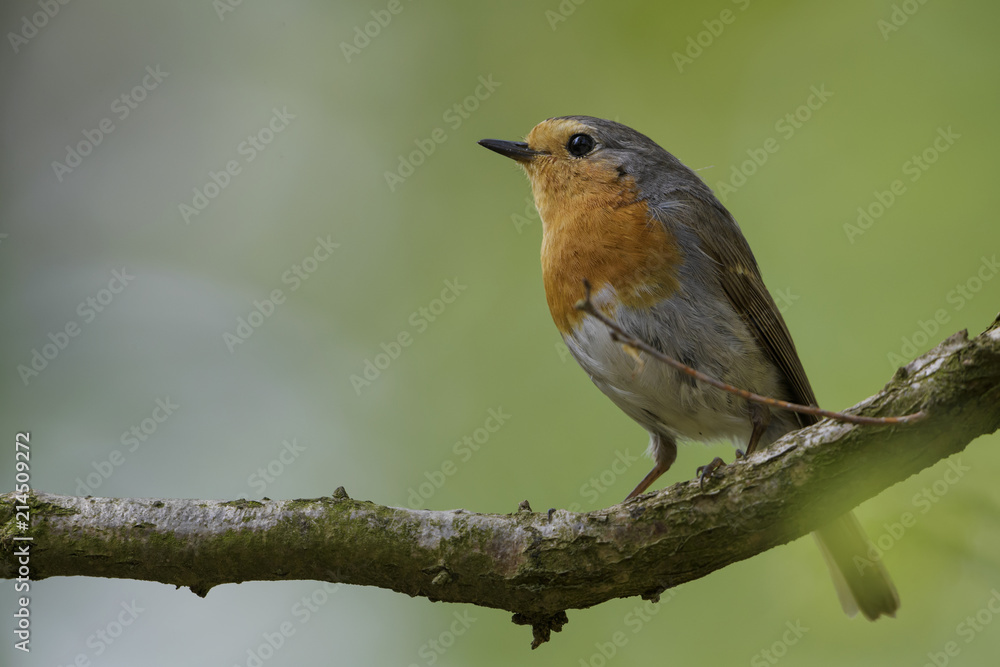 European Robin - Erithacus rubecula, beatiful red breasted perching bird from European gardens and woodlands.