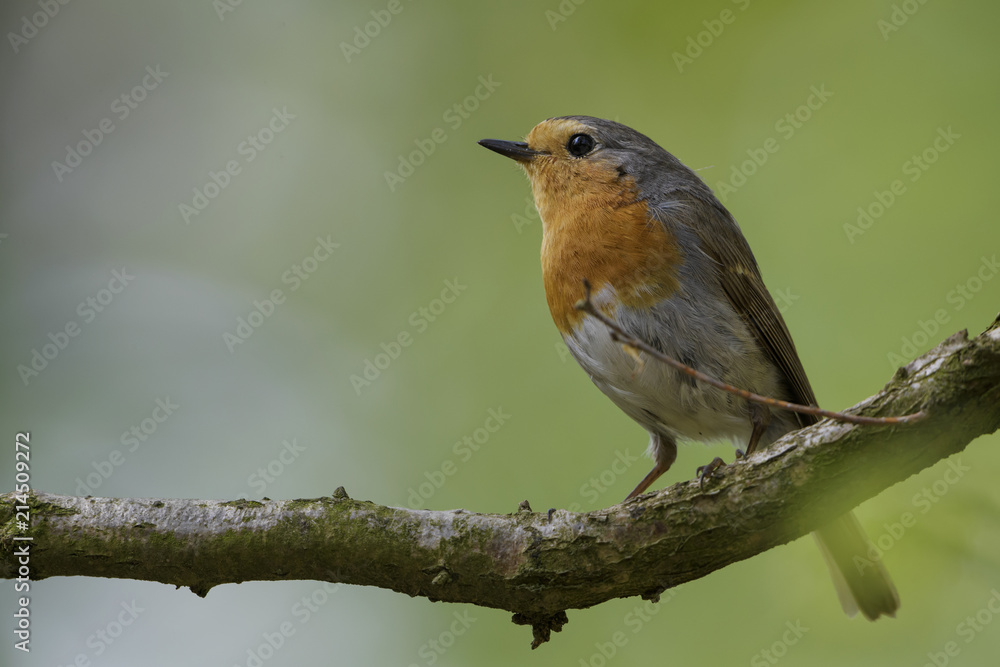 European Robin - Erithacus rubecula, beatiful red breasted perching bird from European gardens and woodlands. European Robin - Erithacus rubecula, beatiful red breasted perching bird from European gardens and woodlands.
