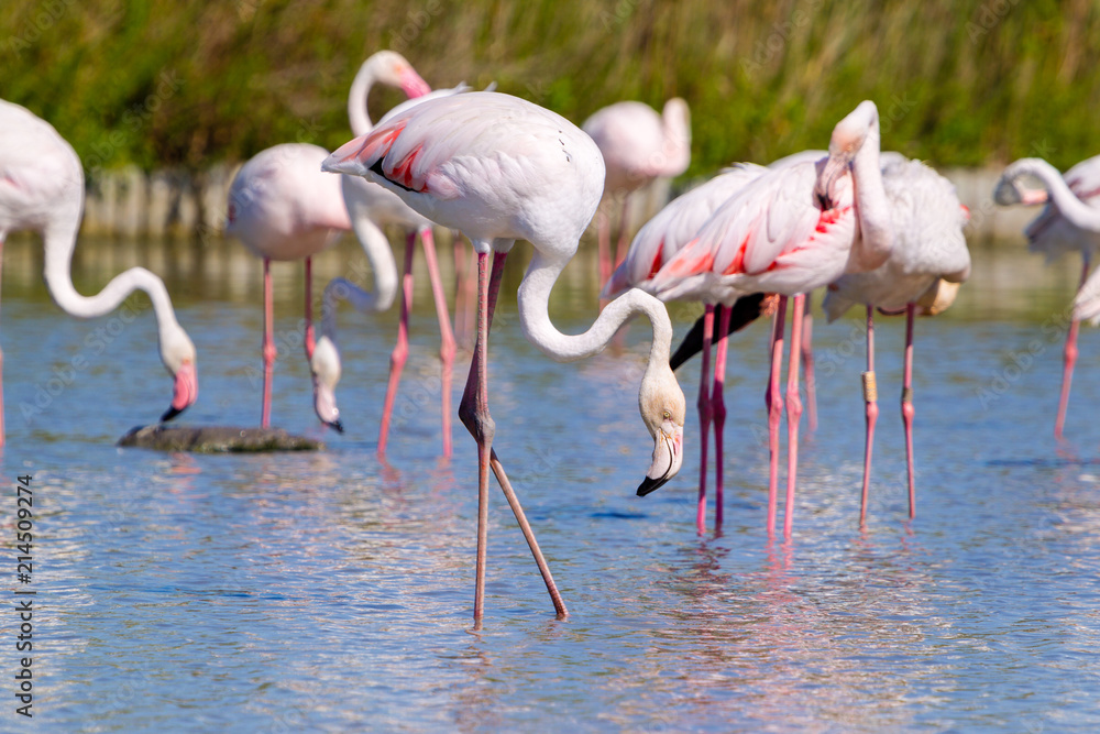Fototapeta premium Fenicotteri rosa, Camargue, Francia
