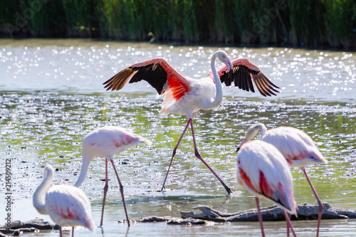 Fenicotteri rosa, Camargue, Francia photo