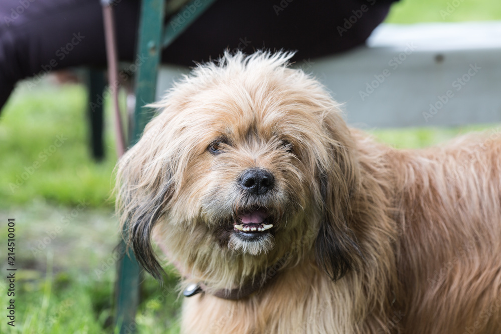 Portrait of a griffon dog living in belgium