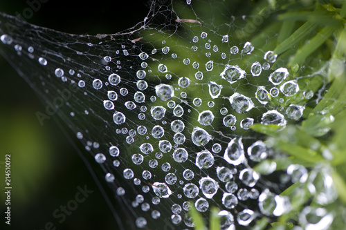 Krople na pajęczynie © Elżbieta