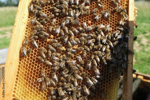 Blick in einen Bienenstock auf dem Gelände des Flughafens Stuttgart