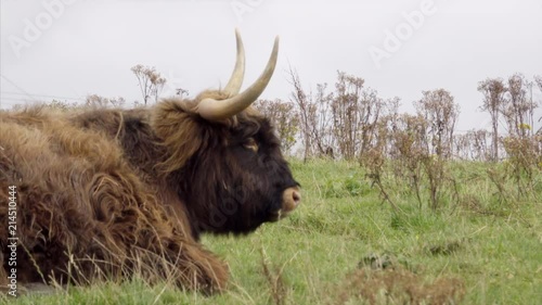 Close Up of Highland Cattle Lying on the Grass photo