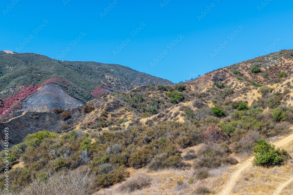 Mountain bike trails in Southern California mountains next to recent forest fire burn area
