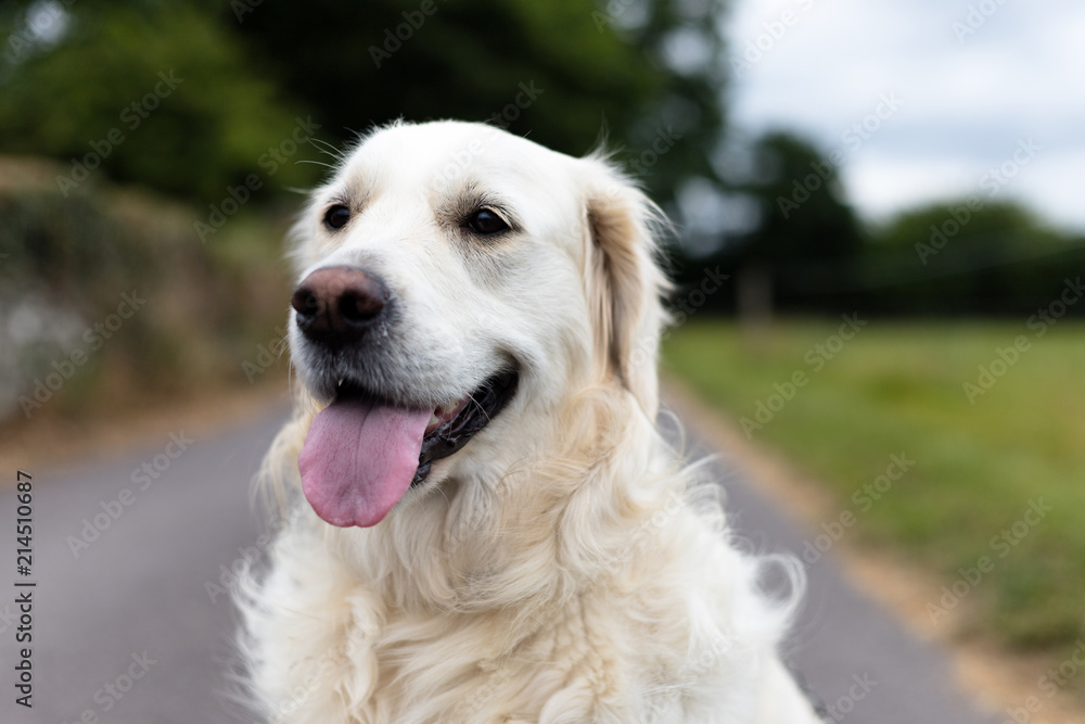 Close up portrait of a purebred white golden retriever with the tongue out in the middle of a country road