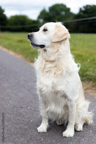 Purebred white golden retriever standing in the middle of a rural road and looking to the side