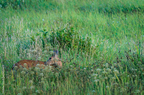Fototapeta Naklejka Na Ścianę i Meble -  Deer In The Brush