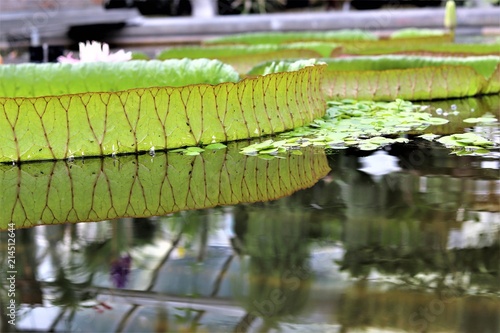 Victoria Cruziana Water Lily