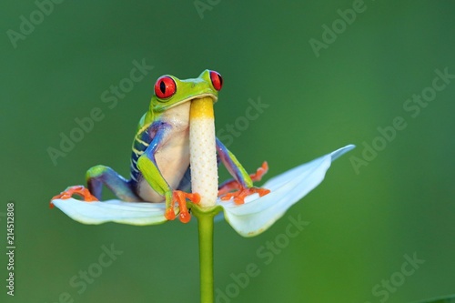 Red eyed frog, Agalychnis callidryas a arboreal hylid native to tropical rainforests in Central America in panama and costa rica . Mistakenly also called the Green Tree Frog  photo