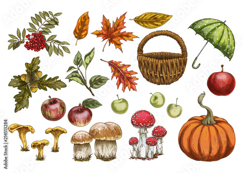 Set of vector in autumn style. Leaves, acorns, berries, apples, mushrooms, pumpkin Isolated on white background.
