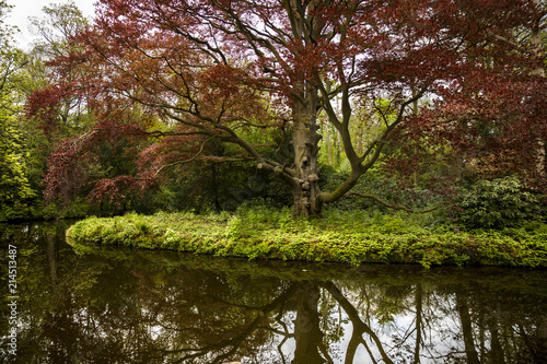 Red Tree