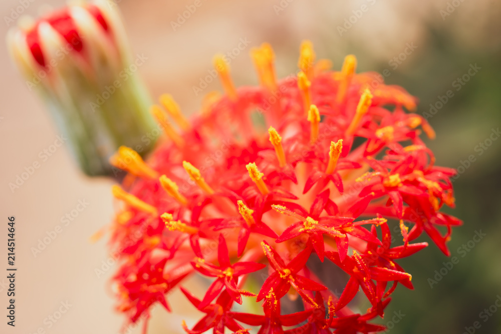 Kleinia abyssinica flower. Warm colours. Kleinia abyssinica flower. Warm colours.