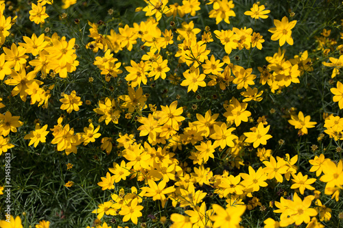 Yellow flowers on dark green