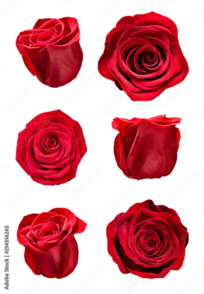 Fototapeta premium flower rose petal blosspm background