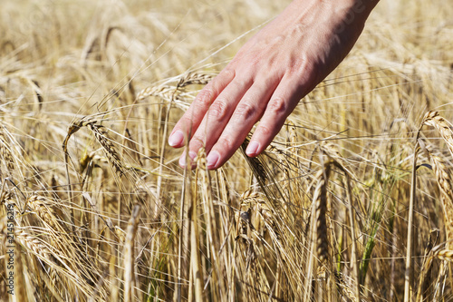 Wheat on hand. Plant  nature  rye. Crop on farm. Stem with seed for cereal bread.