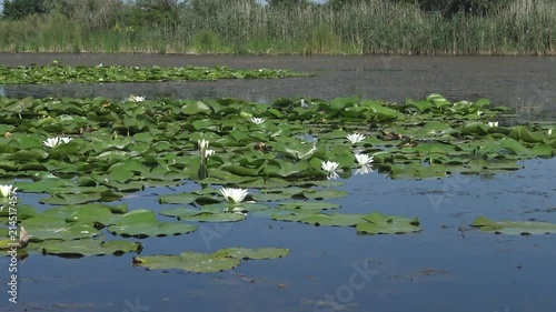 Beautiful white water lily (Nymphaea alba) flowers on the water surface in the lake, Kugurluy, Ukraine. A plant listed in the Red Book of Ukraine photo