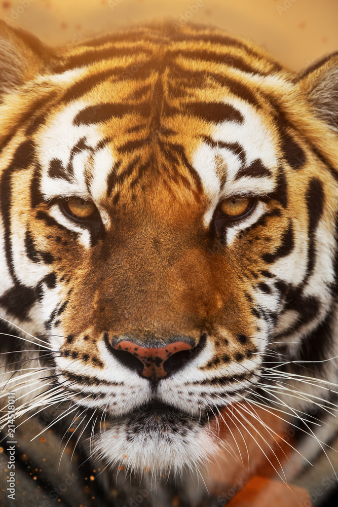 Close up of a Siberian tiger (Panthera tigris altaica). Close up of a Siberian tiger (Panthera tigris altaica).
