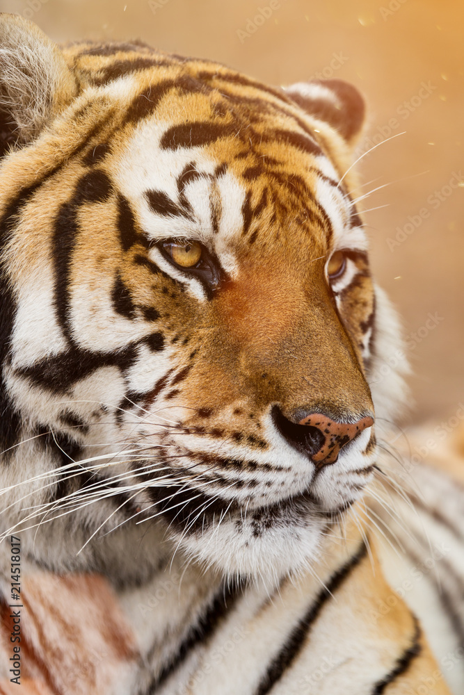 Fototapeta premium Close up of a Siberian tiger (Panthera tigris altaica).