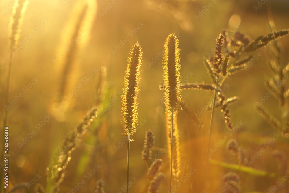 beautiful grass seed in the sunset beautiful grass seed in the sunset
