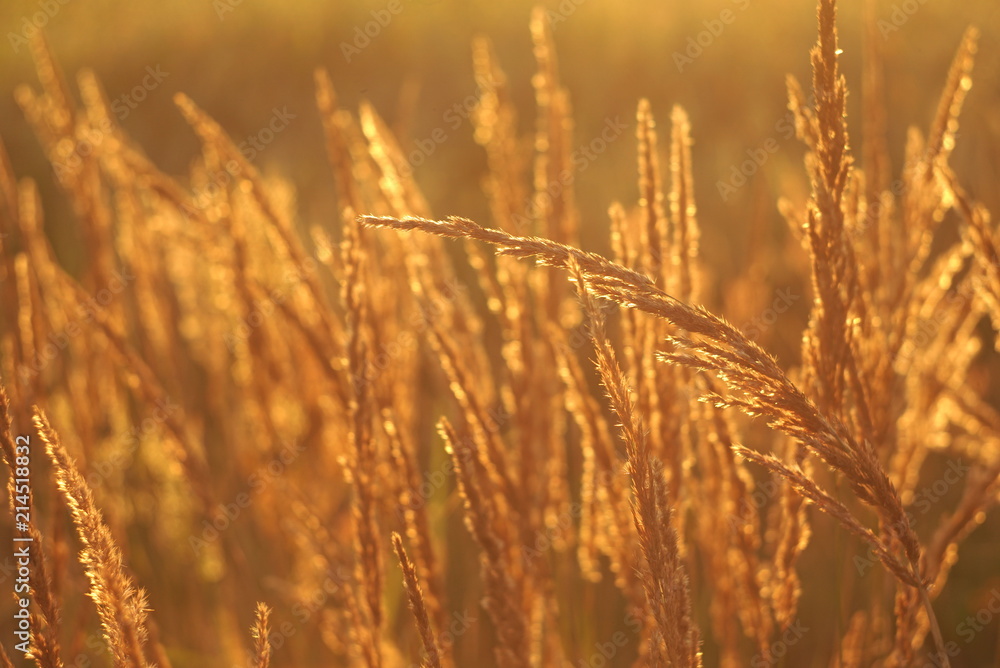 beautiful grass seed in the sunset beautiful grass seed in the sunset