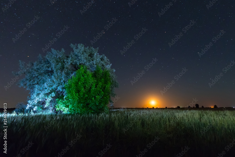 Fototapeta premium moonrise of a summer night / night scenery for the city field