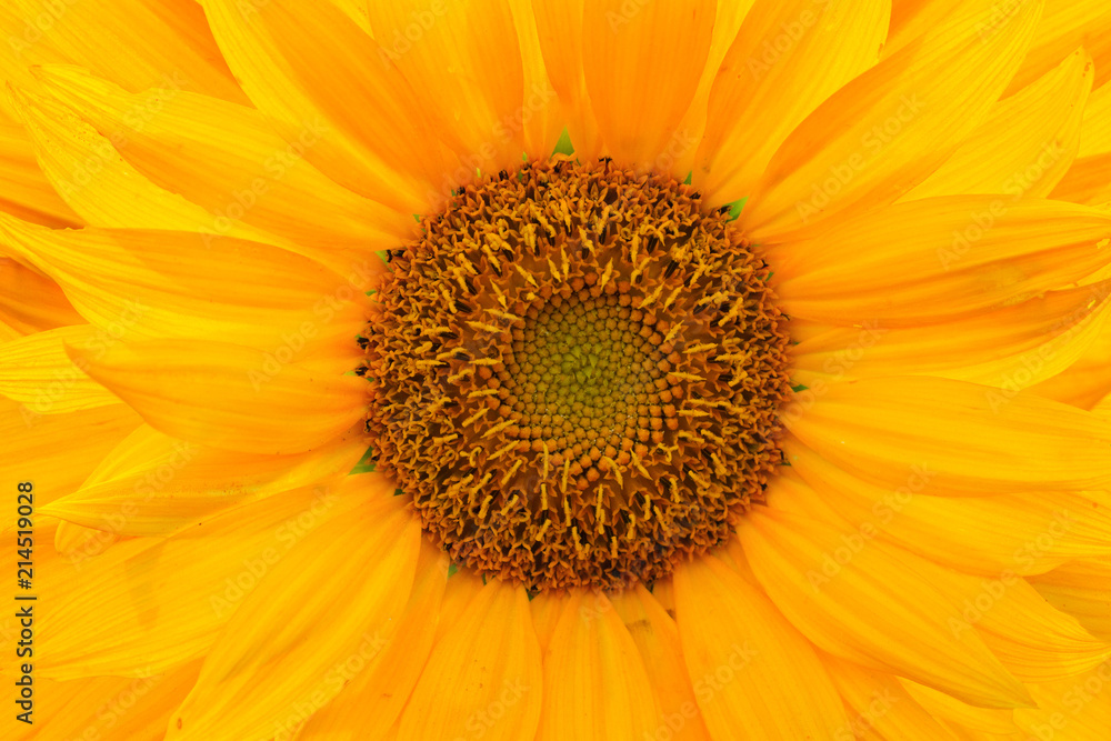 Obraz premium sunflower petals macro photo / abstract background image with blur