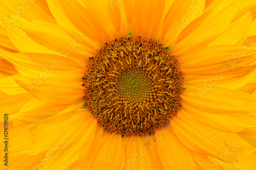 sunflower petals macro photo   abstract background image with blur