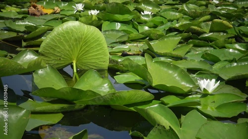 Beautiful white water lily (Nymphaea alba) flowers on the water surface in the lake, Kugurluy, Ukraine. A plant listed in the Red Book of Ukraine photo