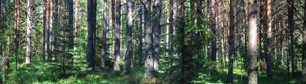 Beautiful panorama of the forest in summer. Pine forest. Beautiful panorama of the forest in summer. Pine forest.