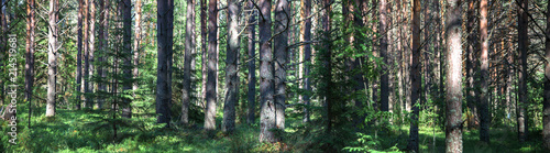 Beautiful panorama of the forest in summer. Pine forest.