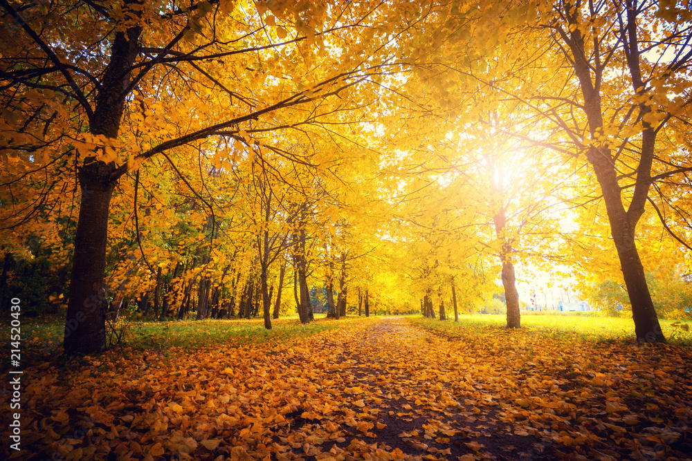 Fototapeta premium Autumn scene