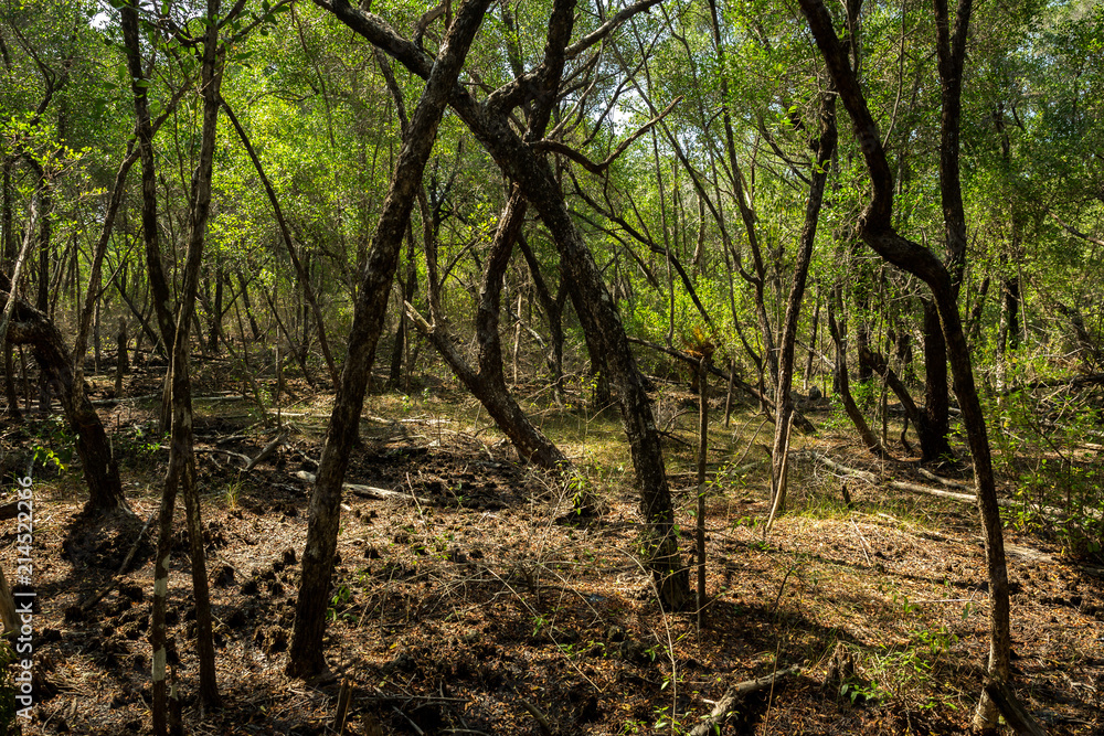 Forest Tracking Mangrove Karimun Java Forest Tracking Mangrove Karimun Java